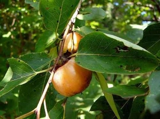 Hurma Yaprağı Çayı